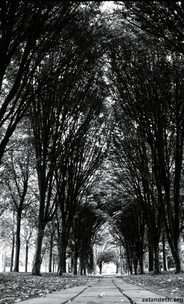 Cathedral of Trees, Milton Keynes, September 2022.  Ilford Delta 100, Ensign Ranger 120.