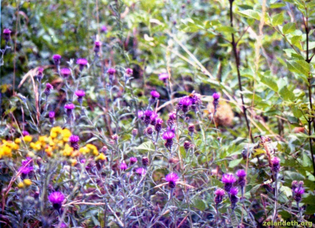 Flowers in our back garden on Lomography 110