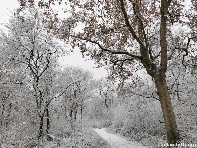 Linford Wood in the Winter 2022 snow