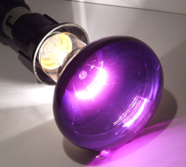 Leuci R80 60W Violet Coloured Reflector Lamp - Lamp shown while alight